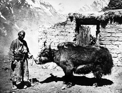 Ladakhischer Yak, um 1860-80 von European Photographer